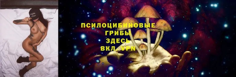 Псилоцибиновые грибы Cubensis  Лаишево 